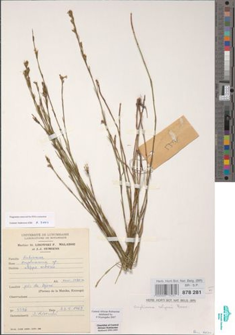 Amphiasma robynsii photo 4