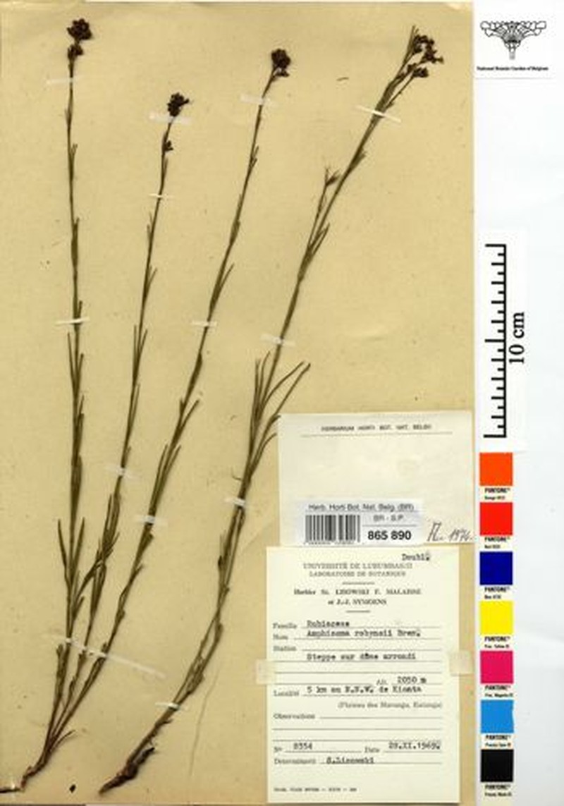 Amphiasma robynsii photo 5