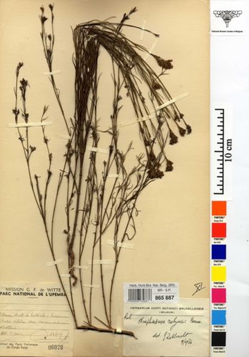 Amphiasma robynsii photo 8