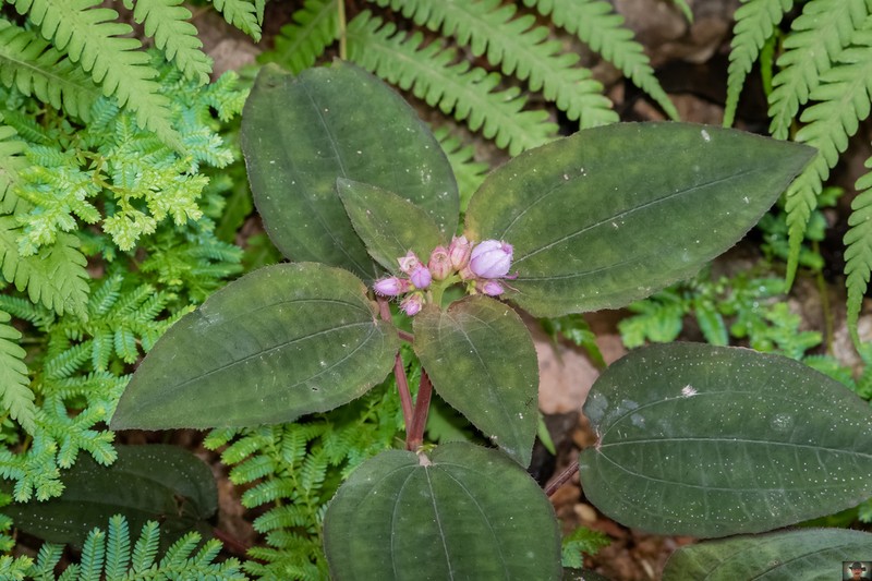 Amphiblemma ciliatum