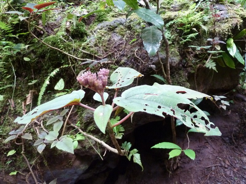 Amphiblemma cymosum photo 2