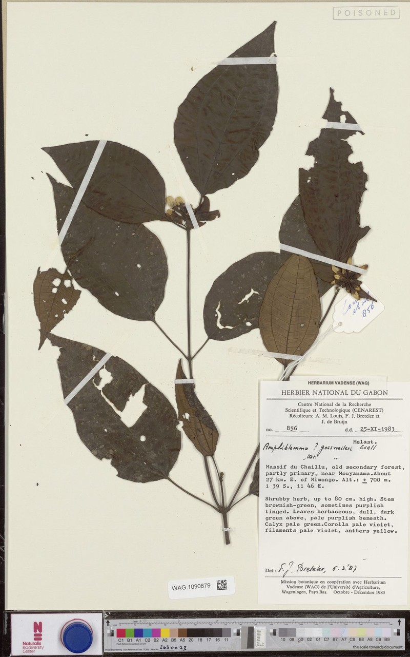 Amphiblemma gossweileri var. gossweileri