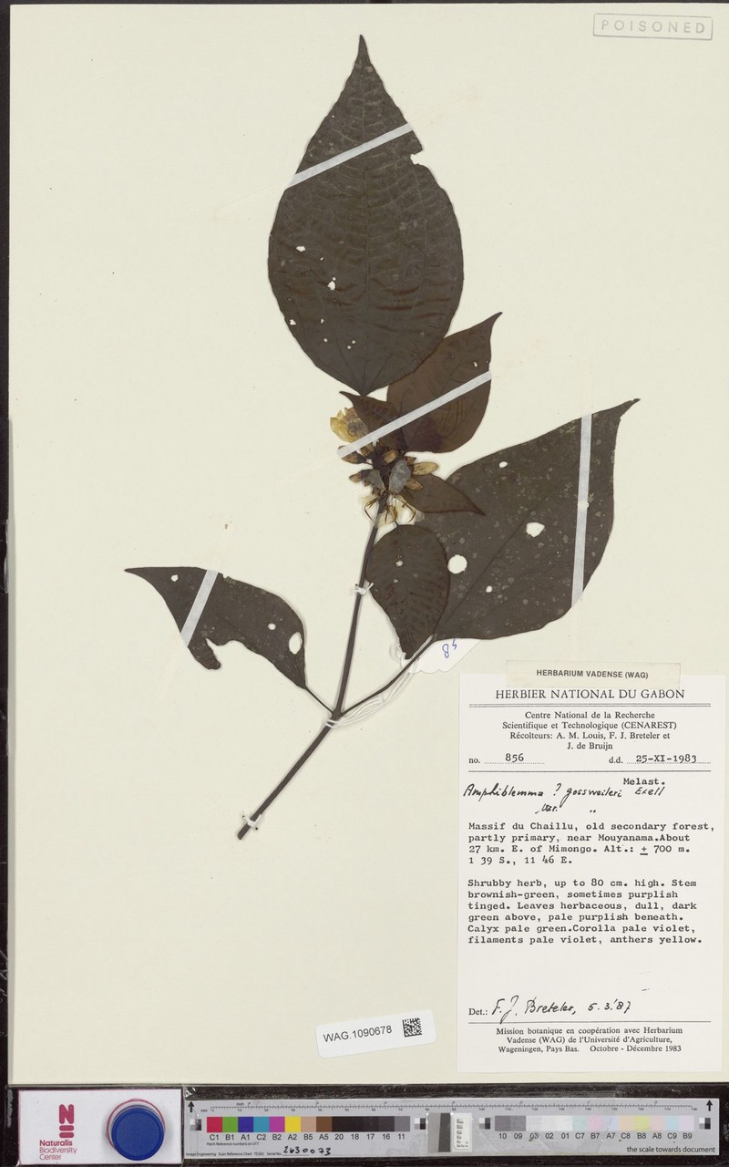 Amphiblemma gossweileri var. gossweileri photo 2