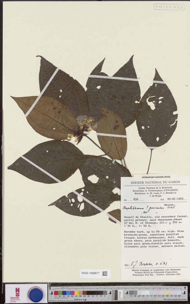 Amphiblemma gossweileri var. gossweileri photo 3