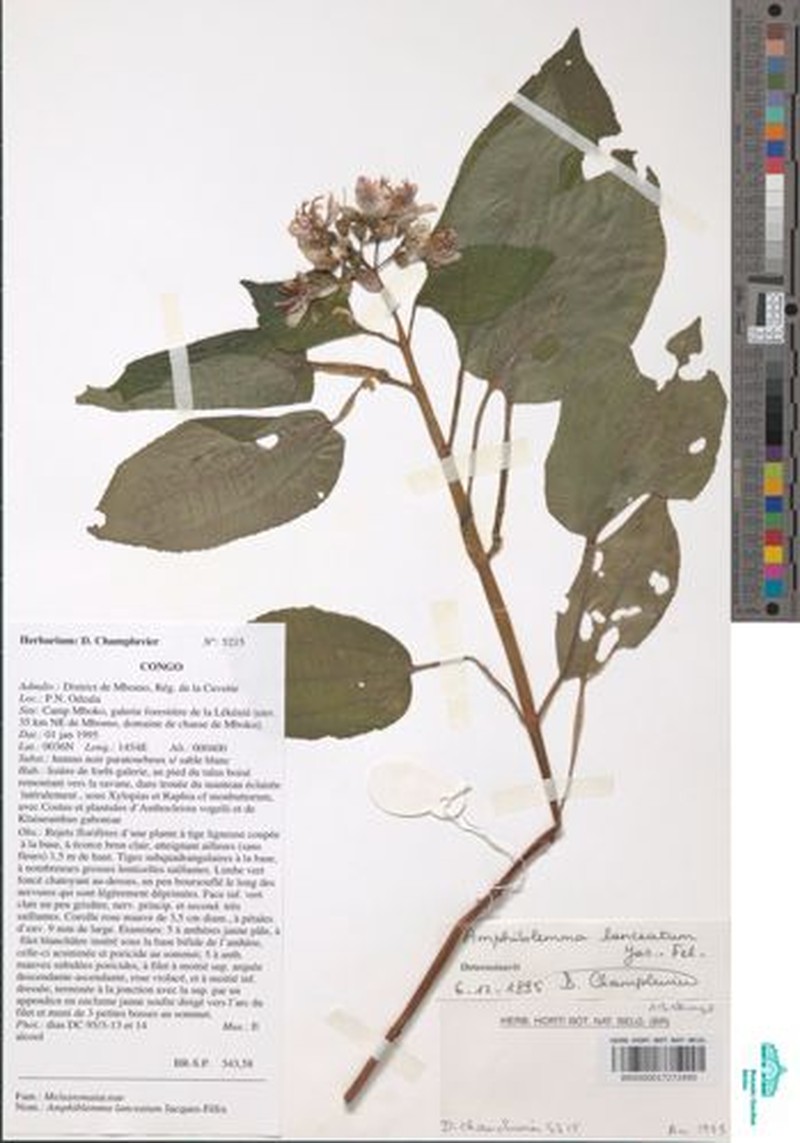 Amphiblemma lanceatum