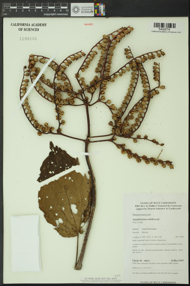 Amphiblemma mildbraedii