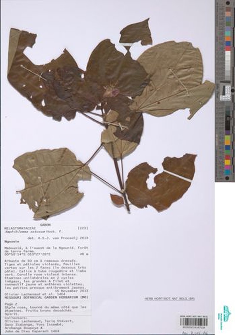 Amphiblemma setosum