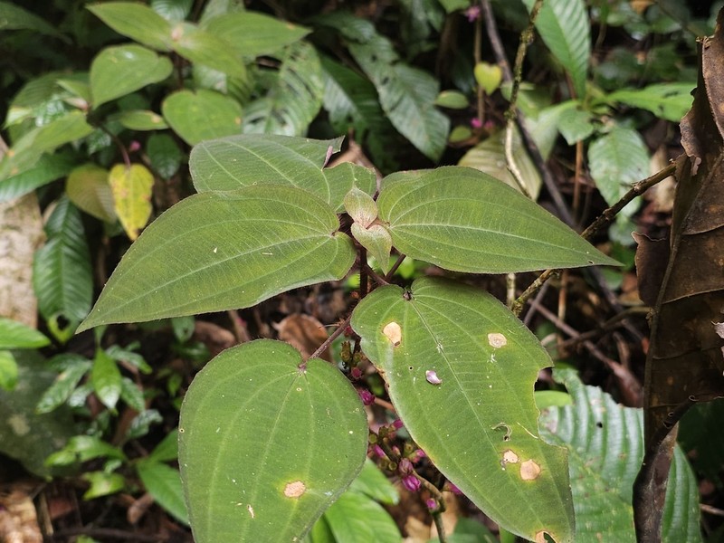 Amphiblemma soyauxii
