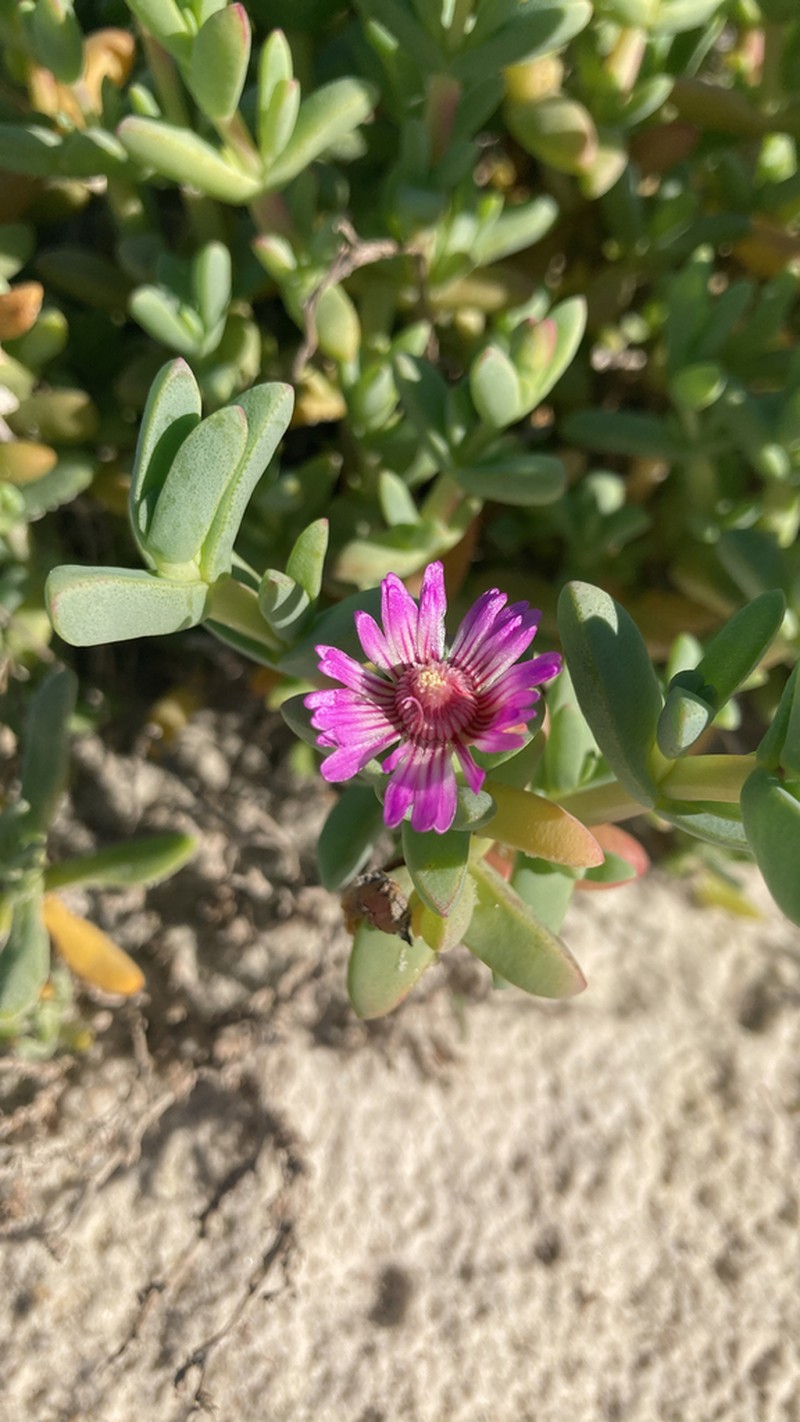 Amphibolia laevis