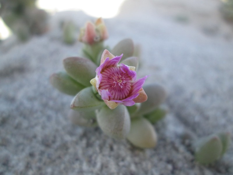 Amphibolia laevis photo 2