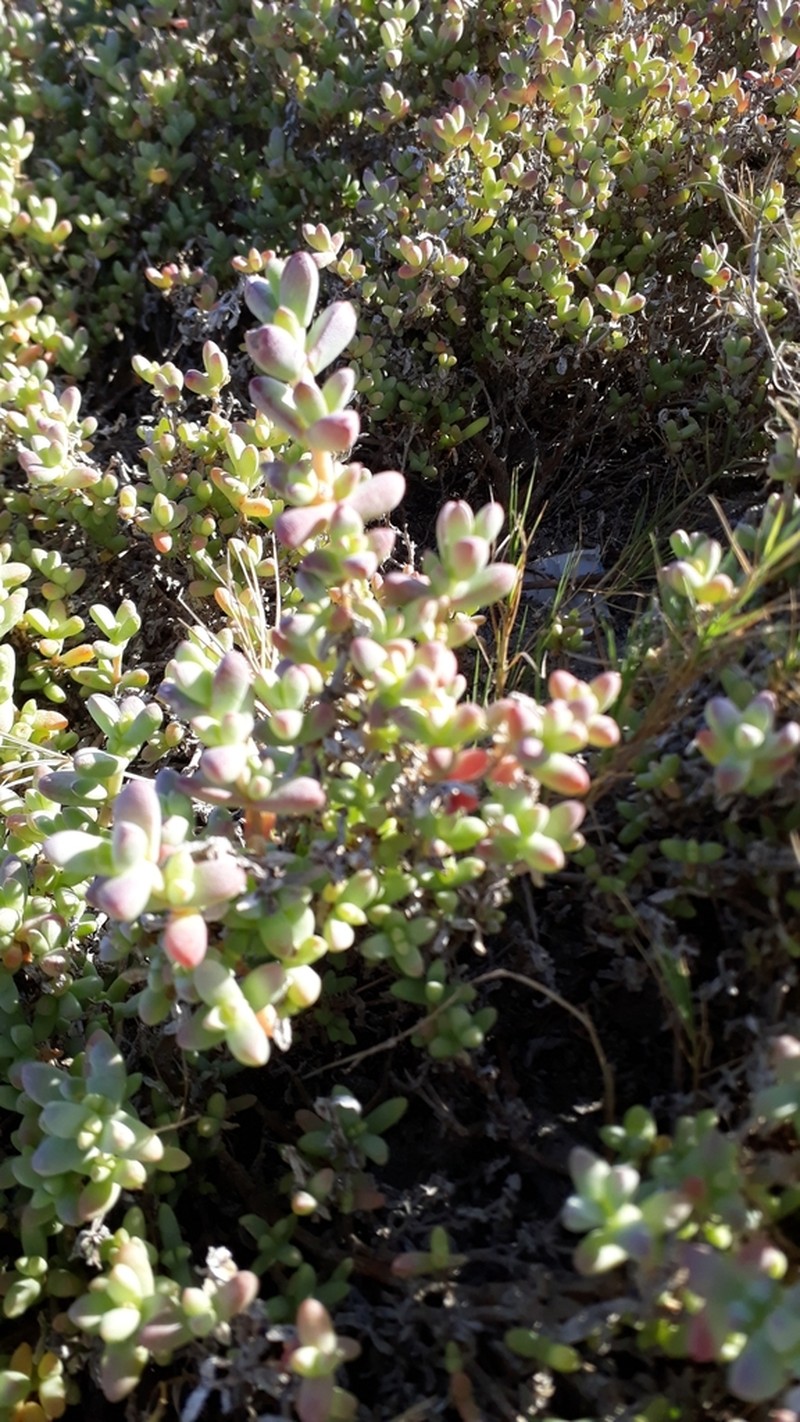 Amphibolia laevis photo 3