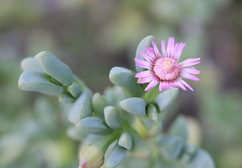 Amphibolia laevis photo 4