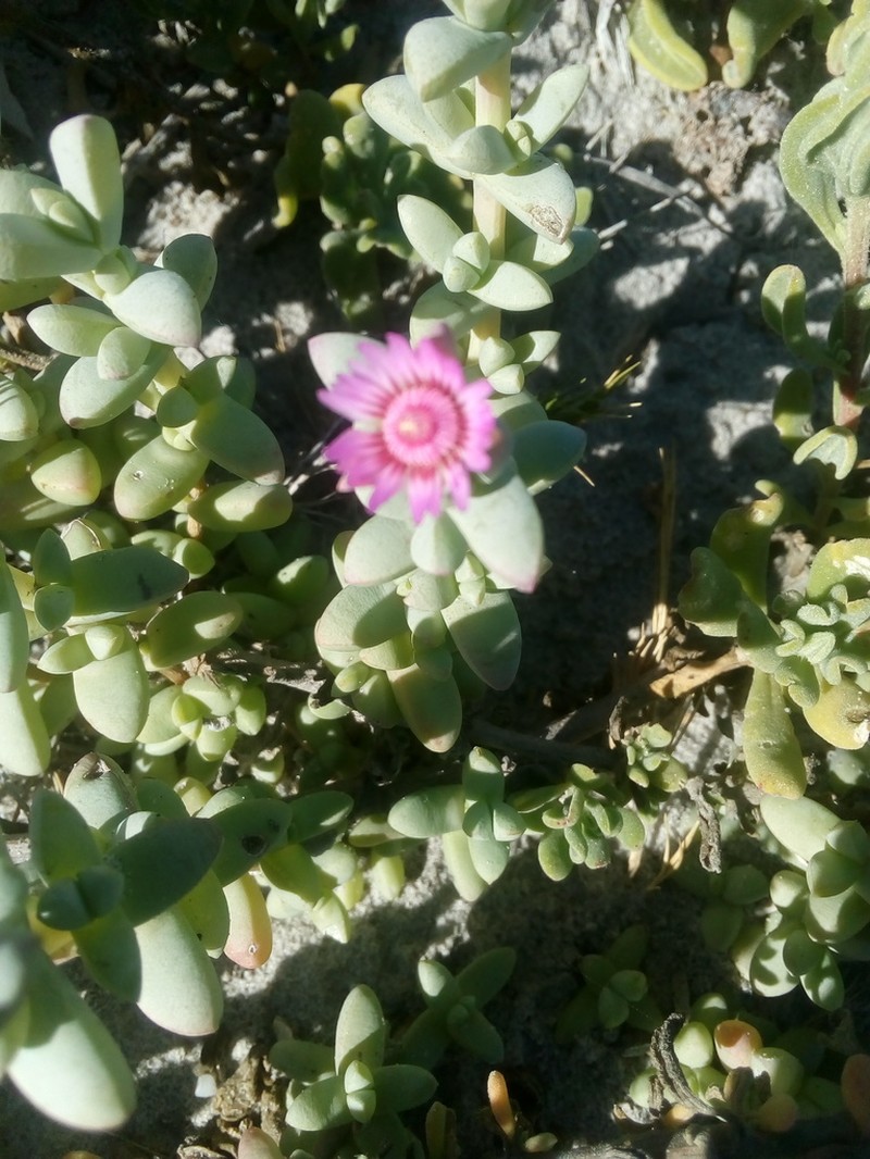 Amphibolia laevis photo 6