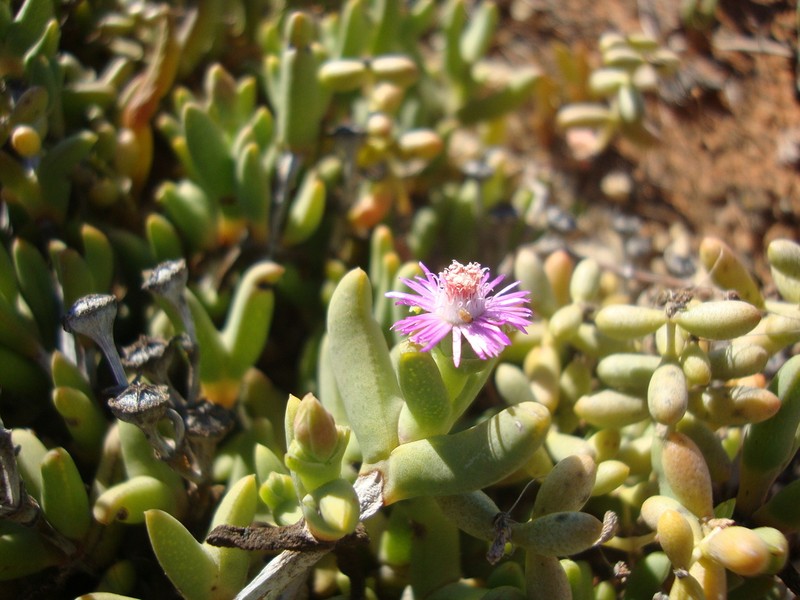 Amphibolia laevis photo 8