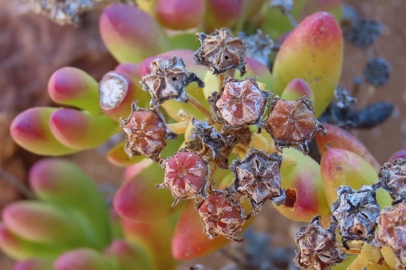 Amphibolia obscura photo 2