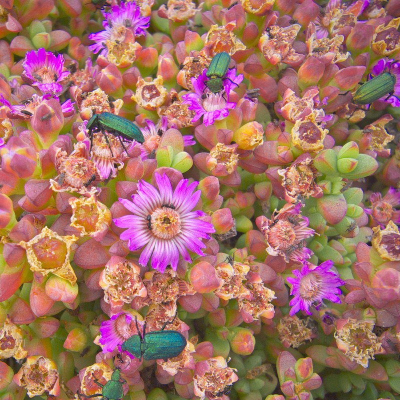 Amphibolia rupis-arcuatae