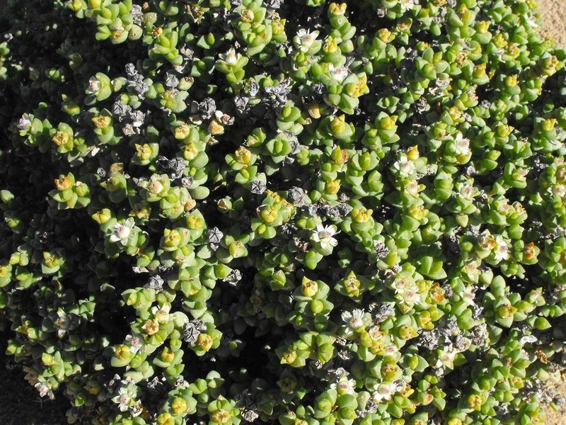 Amphibolia rupis-arcuatae photo 3