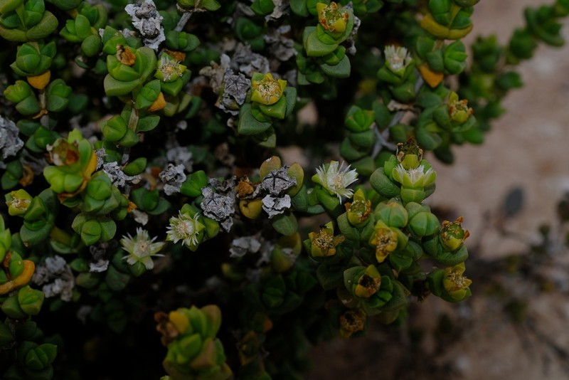 Amphibolia rupis-arcuatae photo 4