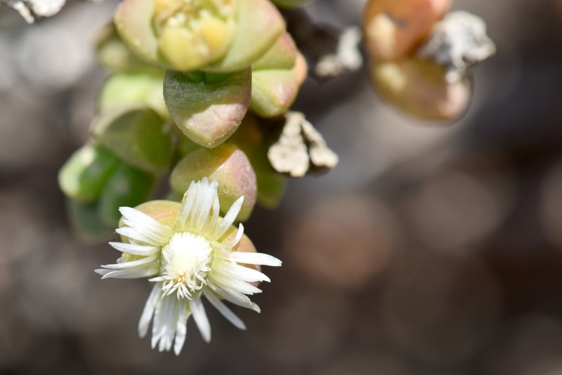 Amphibolia rupis-arcuatae photo 6
