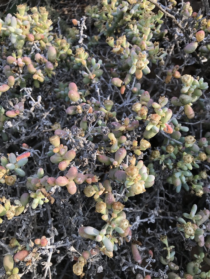 Amphibolia saginata photo 2