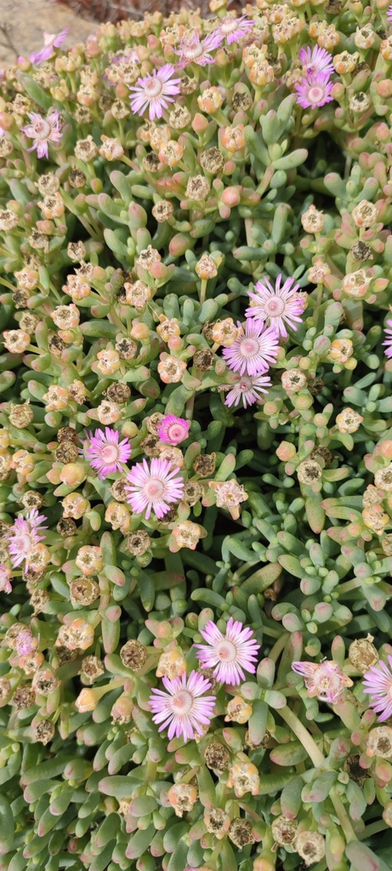 Amphibolia succulenta photo 2