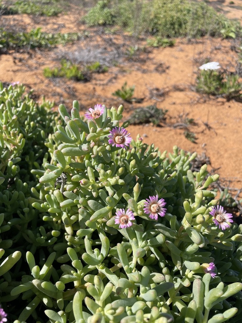 Amphibolia succulenta photo 3