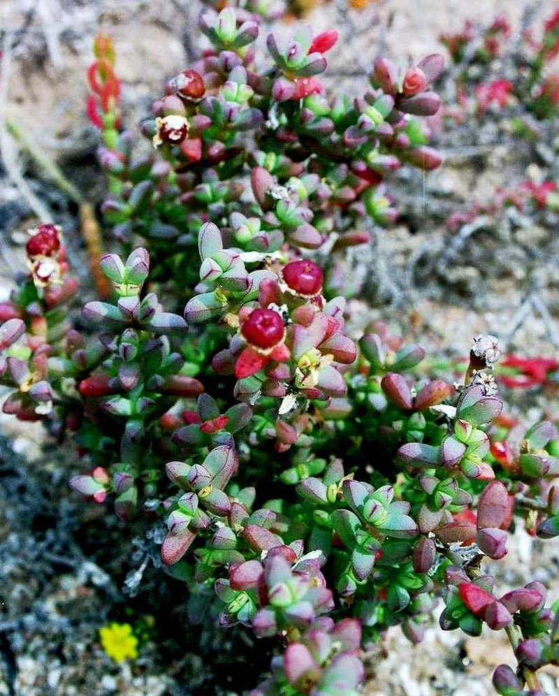 Amphibolia succulenta photo 4