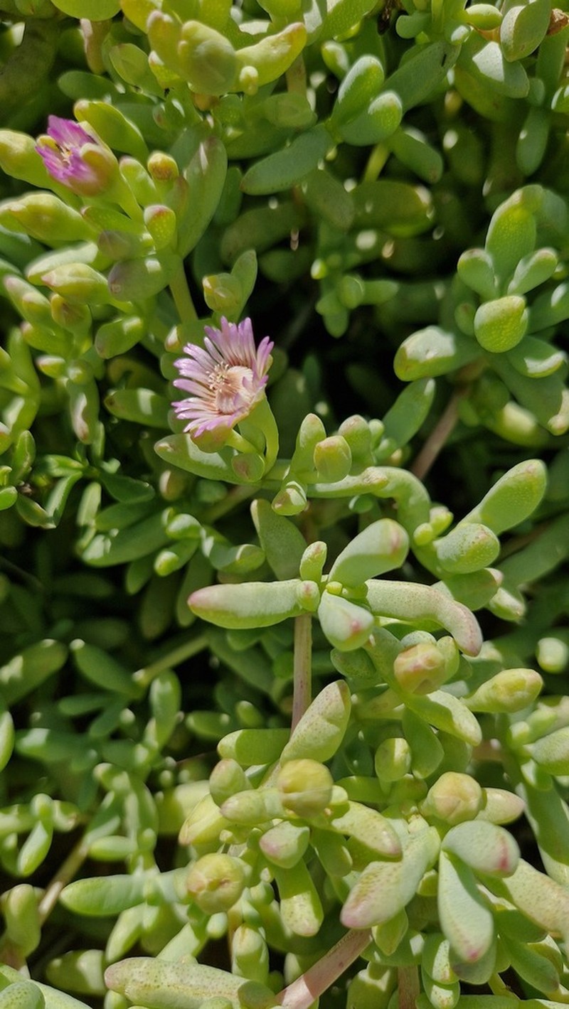 Amphibolia succulenta photo 5