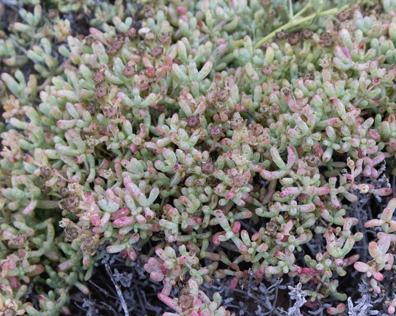Amphibolia succulenta photo 6