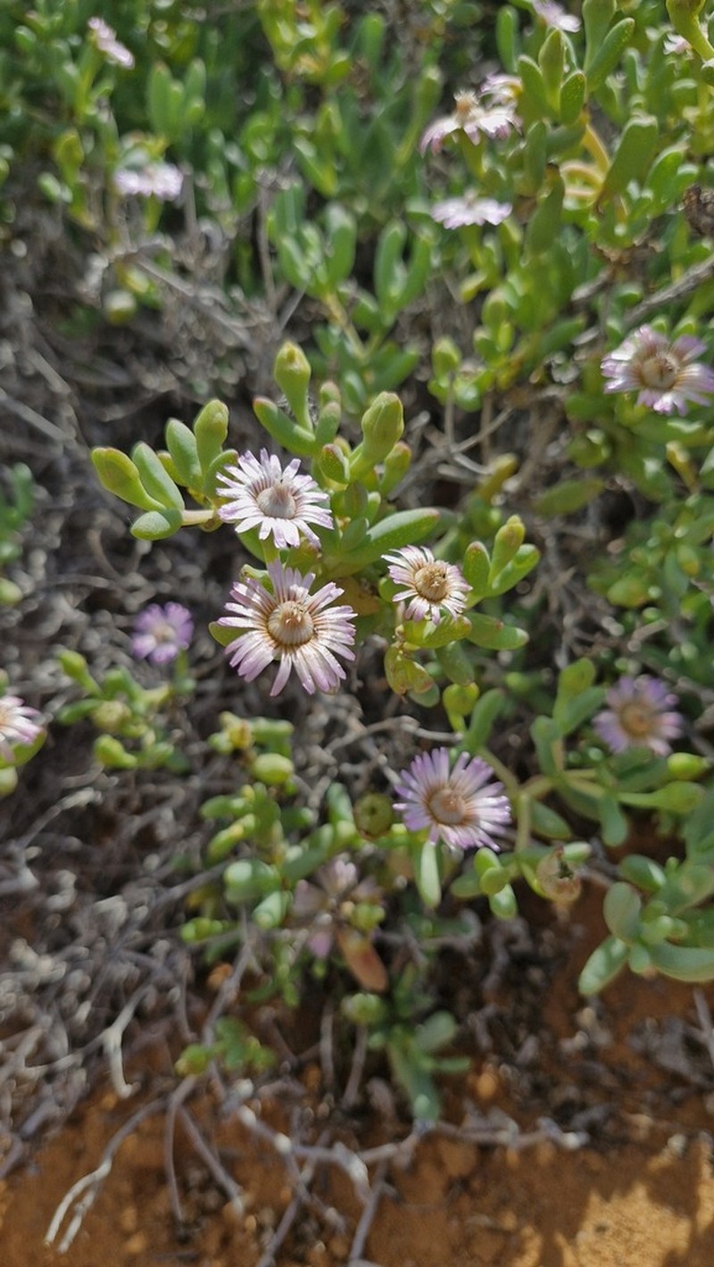 Amphibolia succulenta photo 7