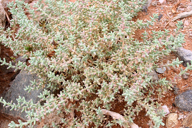 Amphibolia succulenta photo 8