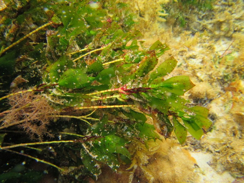 Amphibolis antarctica photo 3