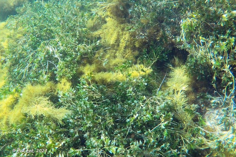 Amphibolis antarctica photo 7