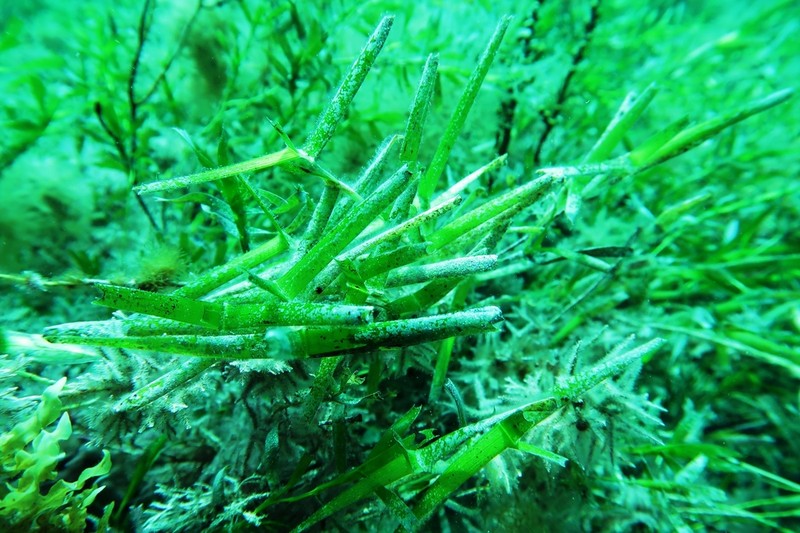 Amphibolis griffithii photo 3