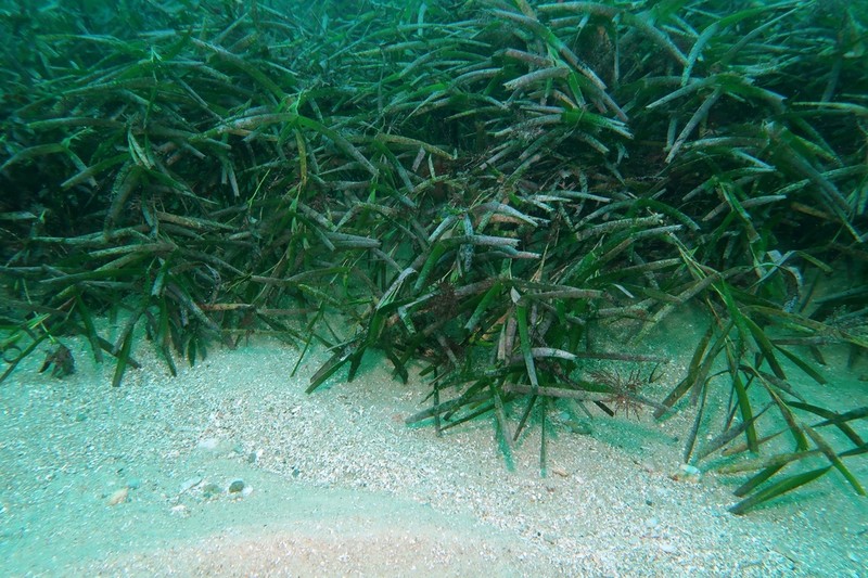 Amphibolis griffithii photo 4