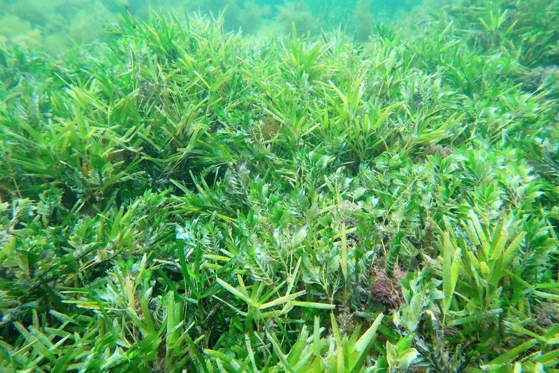 Amphibolis griffithii photo 7