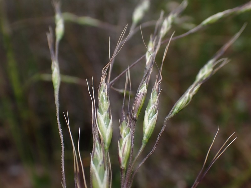Amphibromus archeri