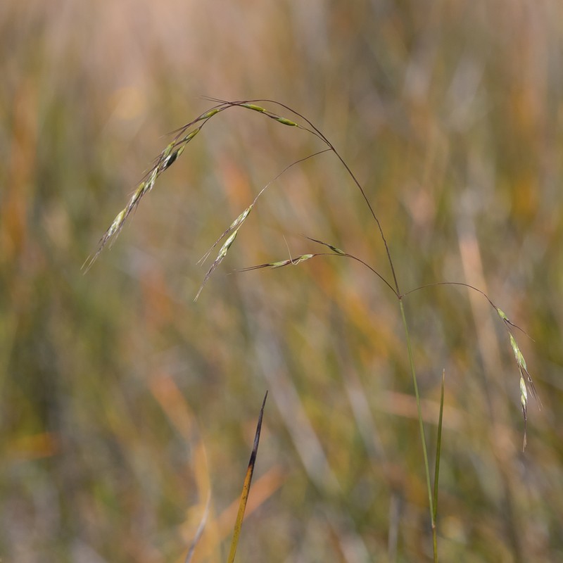 Amphibromus archeri photo 4