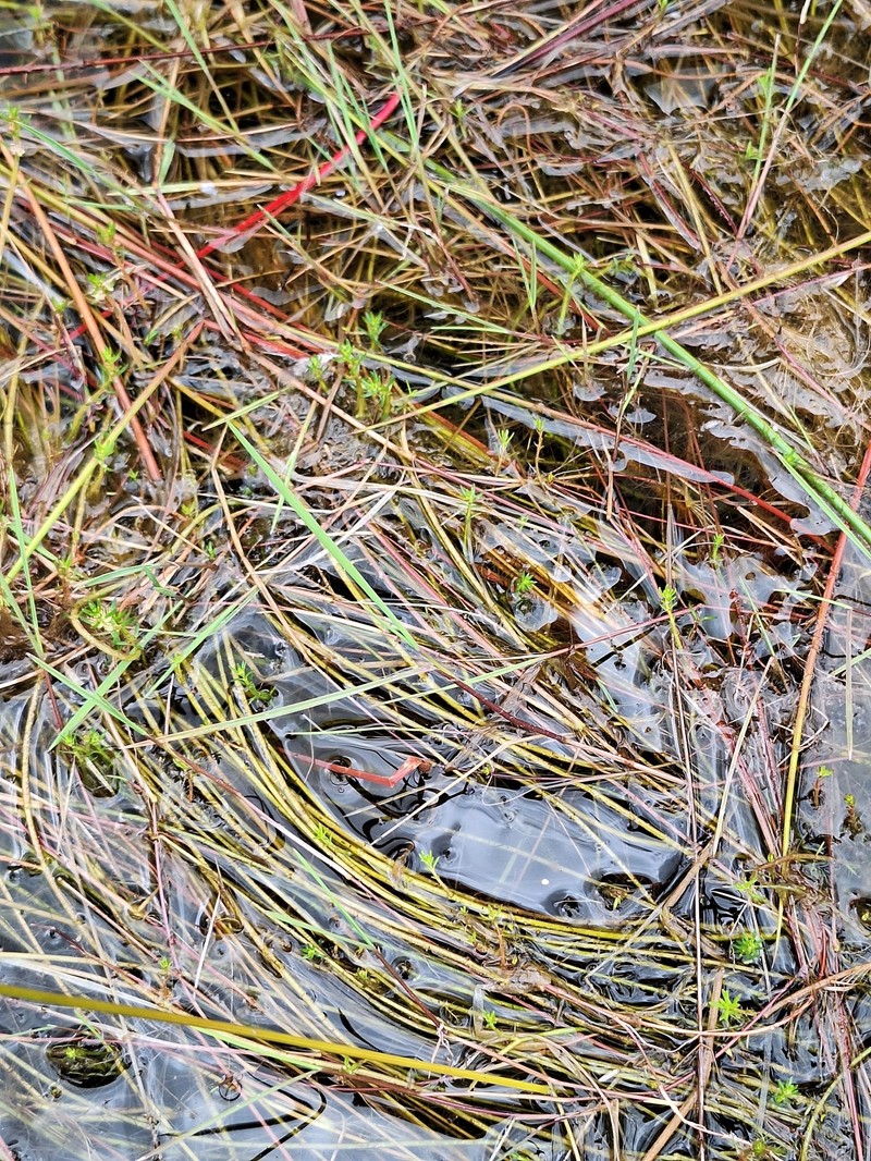 Amphibromus fluitans photo 2