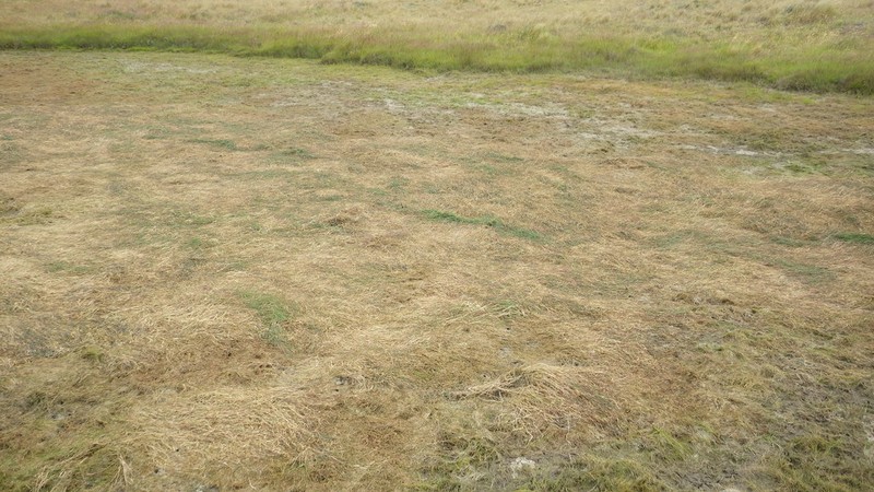 Amphibromus fluitans photo 5