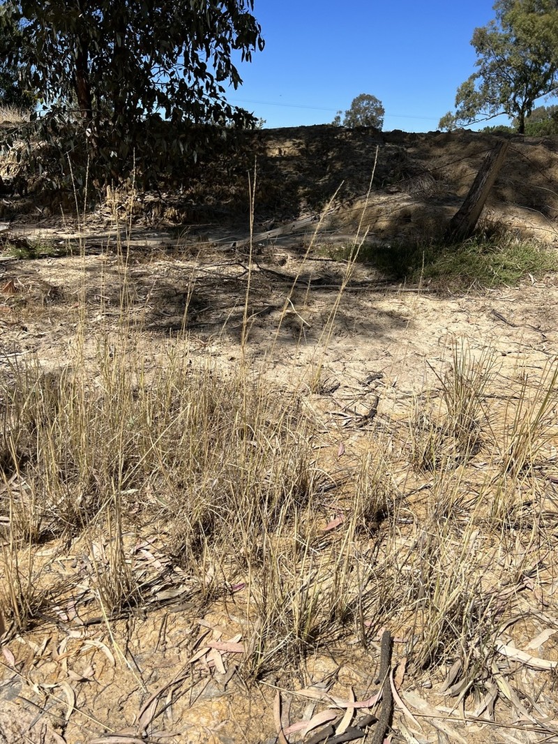 Australian Wallaby Grass