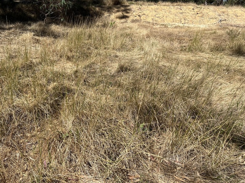 Australian Wallaby Grass photo 2