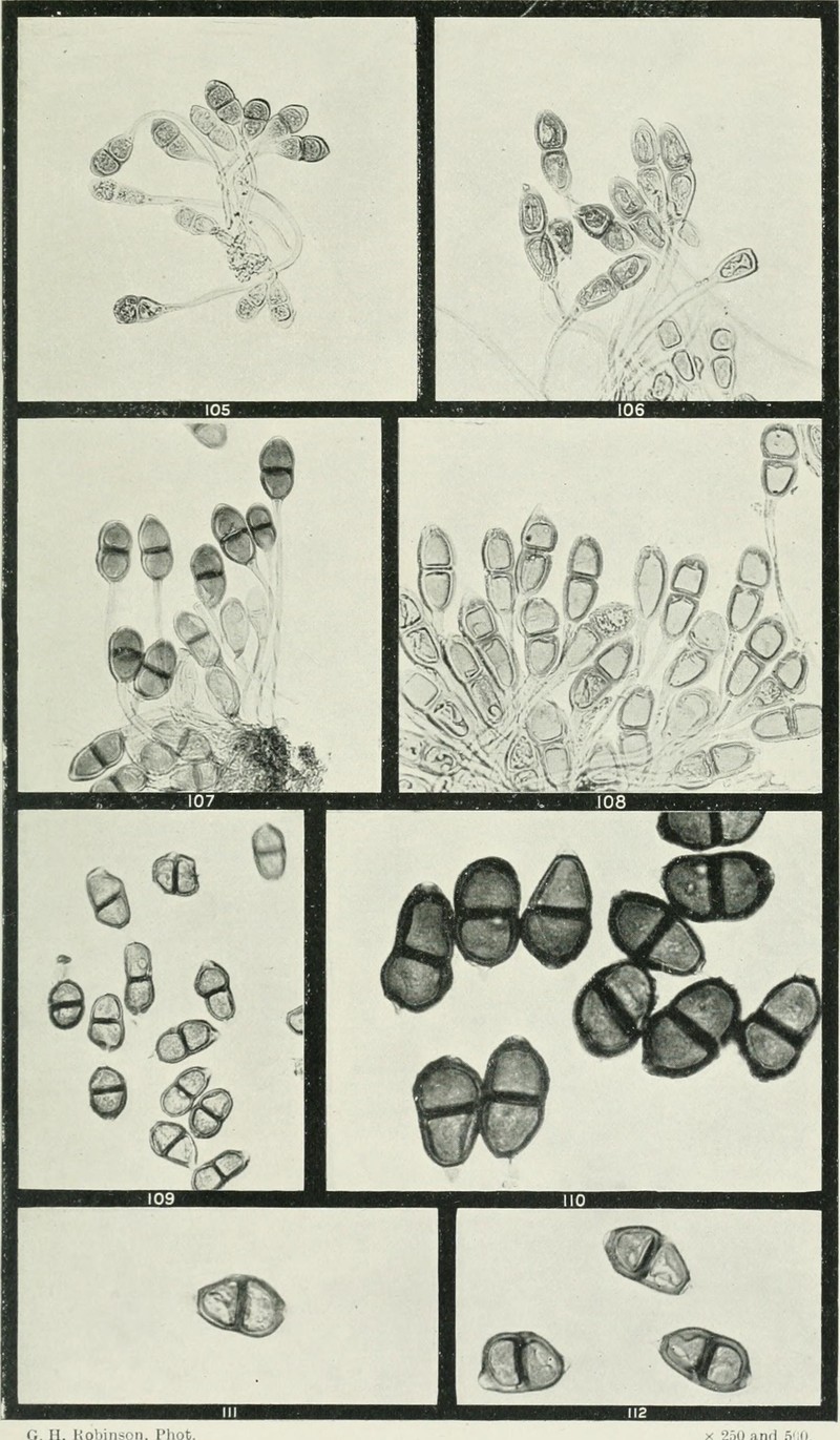 Australian Wallaby Grass
