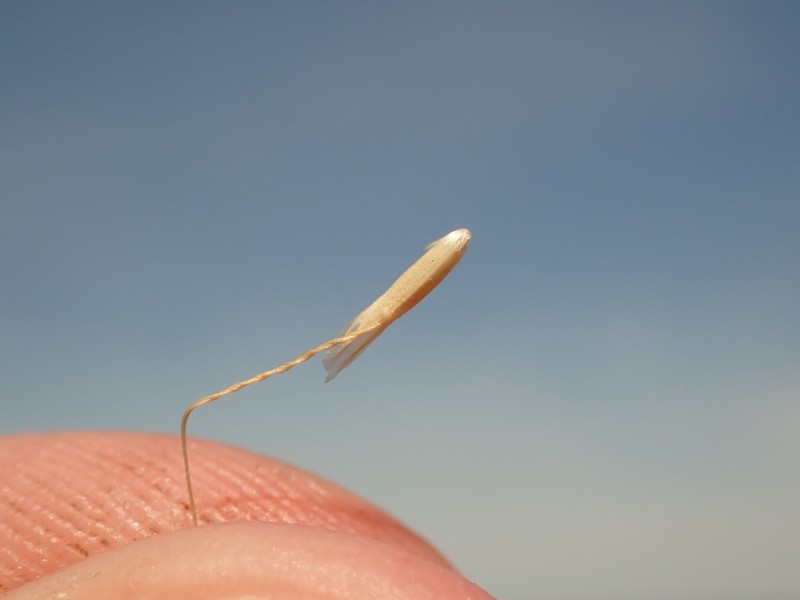 Amphibromus nervosus photo 4