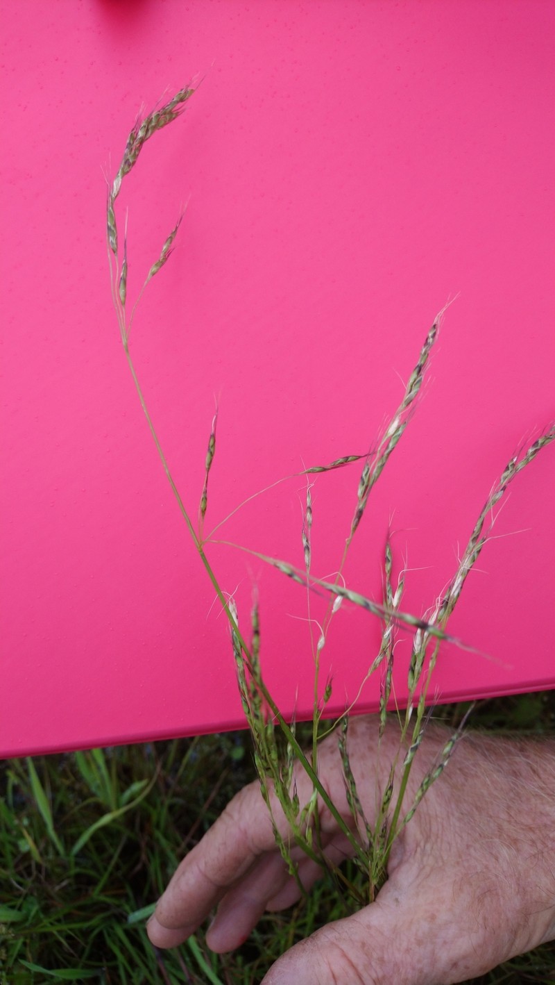 Amphibromus pithogastrus photo 2