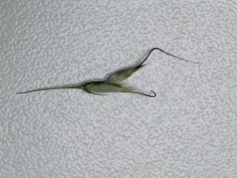 Amphibromus pithogastrus photo 3