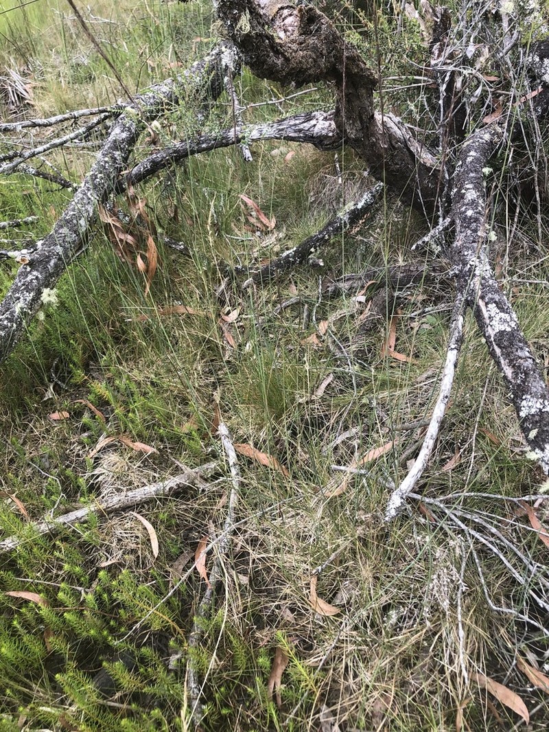 Amphibromus recurvatus photo 2