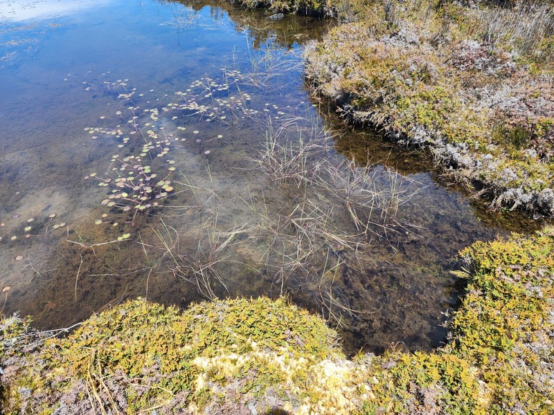 Amphibromus recurvatus photo 3