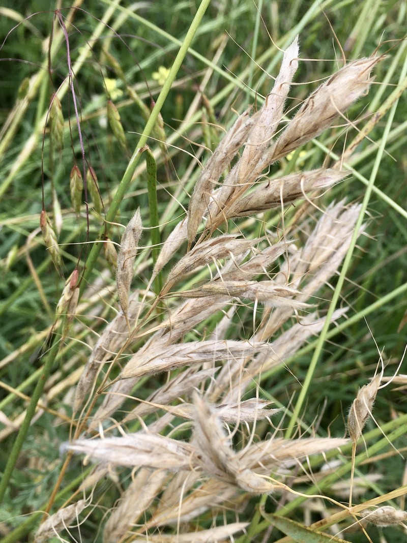 Swamp Wallaby Grass photo 2