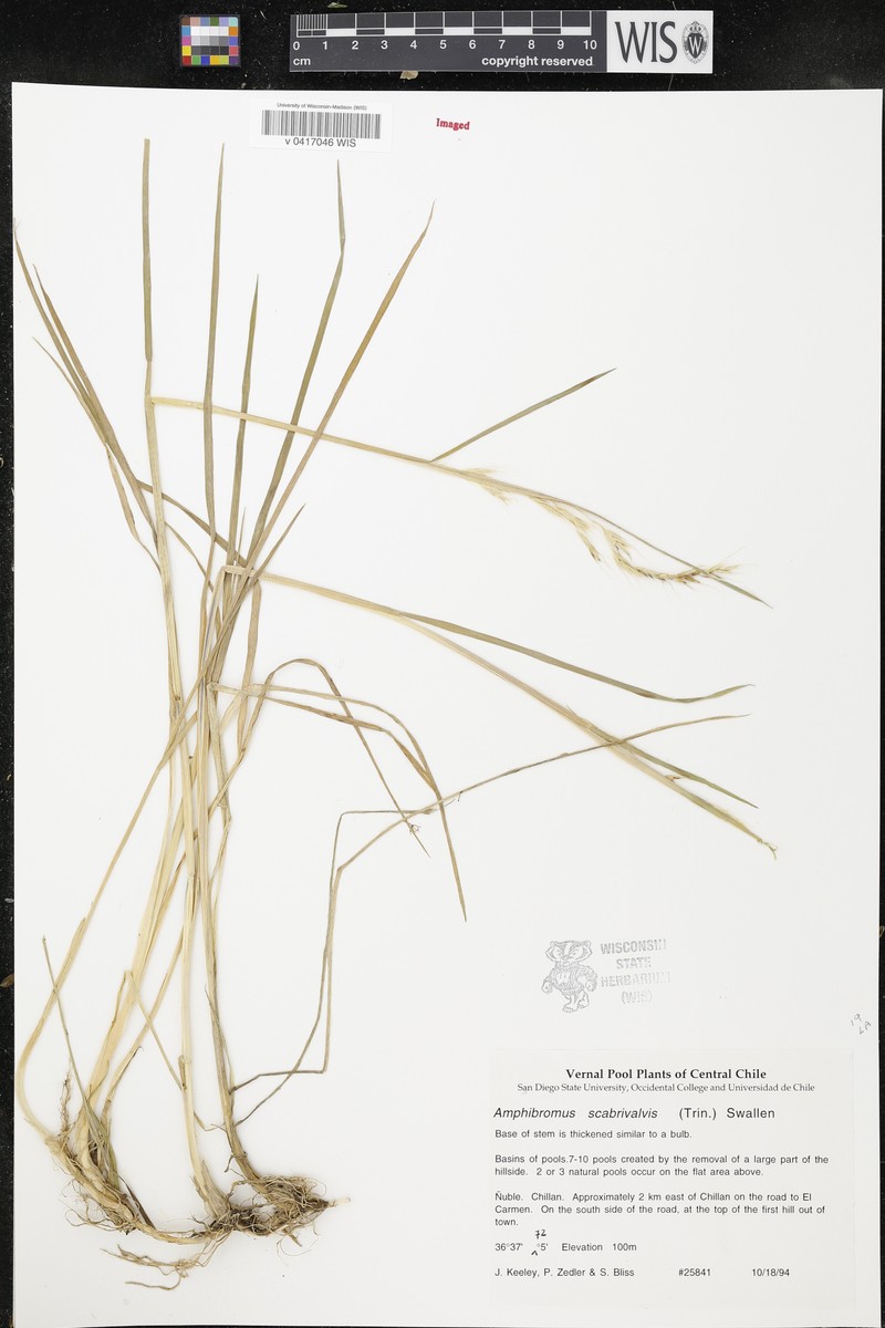 Swamp Wallaby Grass photo 4